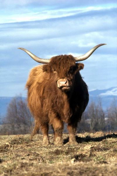 OR, Multnomah Co, Highland cow on ranch